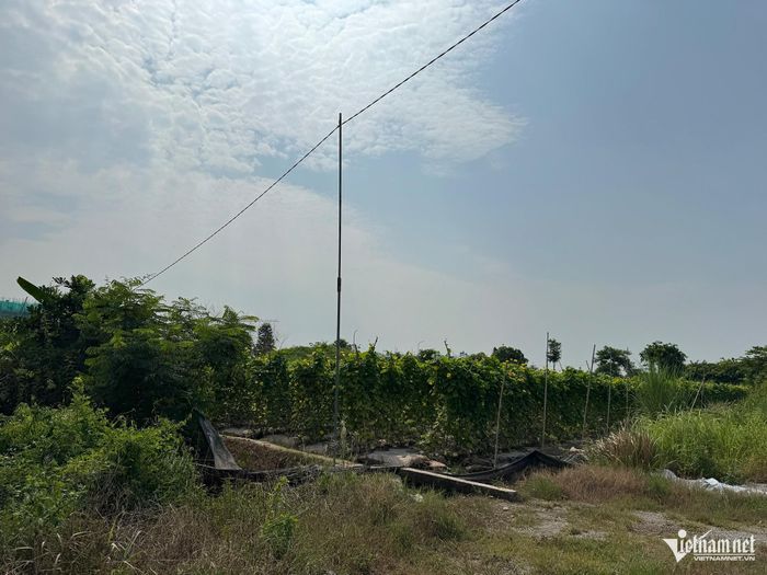 Người dân tận dụng đất bỏ không để canh tác.