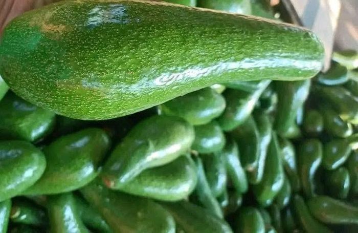 Quả bơ tốt cho sức khỏe nhưng nhiều người không nên ăn. Ảnh: Hoa Linh.