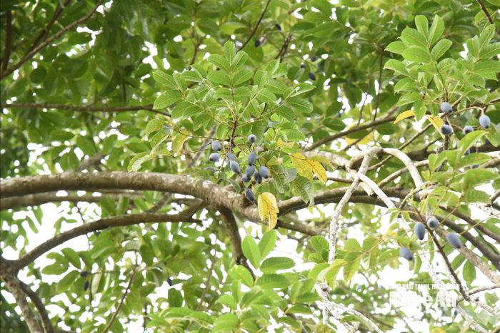 Trám mất mùa nặng, chỉ lác đác vài chùm quả, có những cây không có quả nào. Ảnh: T.P