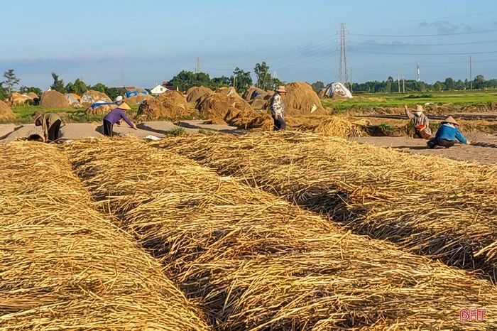 Thời điểm hiện tại, toàn xã đã hoàn thành việc xuống giống trên 80% diện tích.