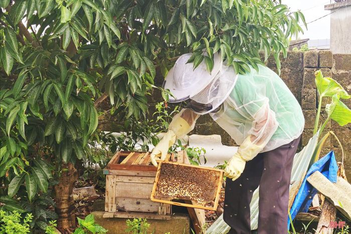 Nghề nuôi ong đã trở thành nguồn thu nhập chính của gia đình ông Nguyễn Văn Thuýn