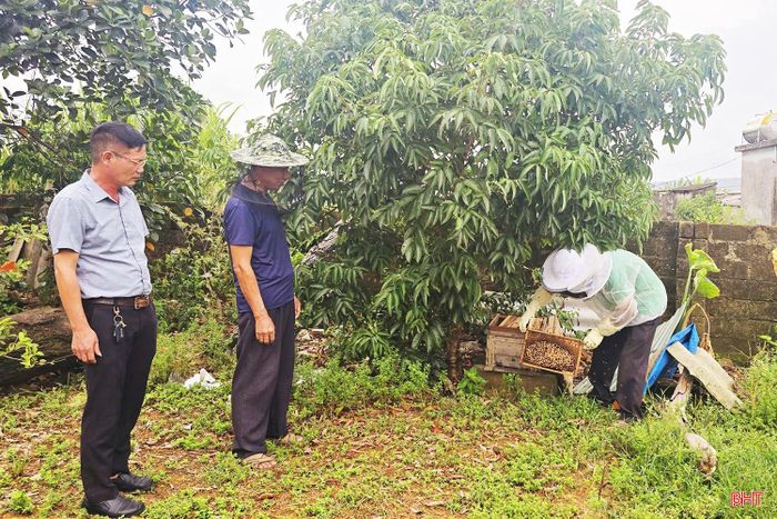 Sau 5 năm, từ 3 đàn ong ban đầu, ông Thuýn đã tự nhân giống, phát triển lên hơn 20 đàn mà không phải mua thêm ong giống.