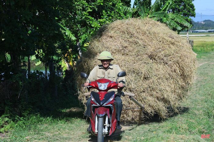 Sau khi thu hoạch, người dân cuộn rơm để vận chuyển về nhà phục vụ chăn nuôi.