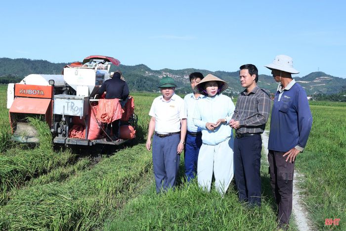 Nhờ lựa chọn giống lúa ngắn ngày (thời gian sinh trưởng từ 79 - 85 ngày) nên 3 ha lúa ở vùng ngoài đê La Giang của gia đình ông Trần Ngọc Hiệu (thôn Đức Trường, xã Đức Minh) đã bước vào thu hoạch. Điều ông Hiệu phấn khởi là lúa chín vào những ngày tạnh ráo, thuận lợi thu hoạch, giảm nguy cơ thiệt hại do mưa bão cuối vụ.