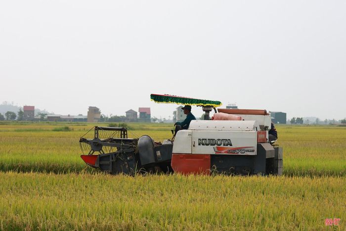 Từ sau ngày 20/8, lúa hè thu trên địa bàn tỉnh sẽ bước vào cao điểm thu hoạch. Các địa phương đang bám sát tiến độ lúa chín, rà soát nhu cầu máy gặt tại từng vùng để chủ động điều tiết, tránh tình trạng thiếu máy cục bộ. Toàn tỉnh phấn đấu hoàn thành thu hoạch trước ngày 5/9, hạn chế thấp nhất nguy cơ thiệt hại do thời tiết bất lợi cuối vụ.