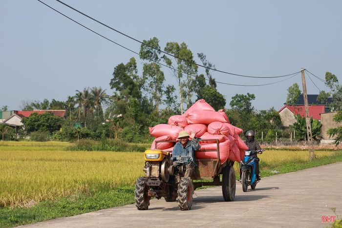 Sau khi thu hoạch xong, người dân phấn khởi chở lúa về nhà.