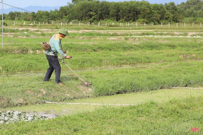 Người dân tập trung làm cỏ, điều tiết nguồn nước quanh khu vực ao nuôi.