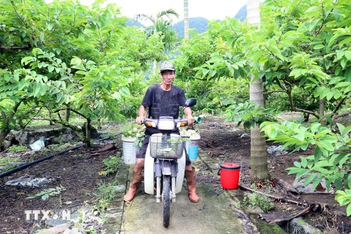 Người dân thu hoạch na. (Ảnh: Đại Nghĩa/TTXVN)