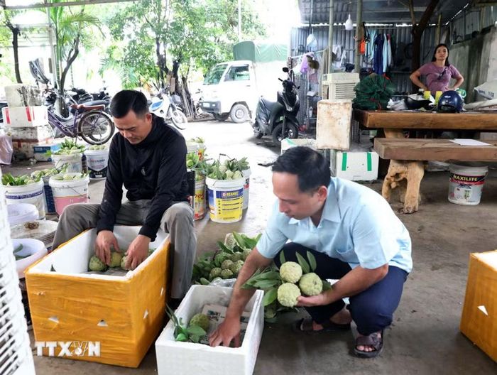 Anh Nguyễn Văn Tiến (phường Phủ Lý, tỉnh Ninh Bình) thu mua na ở khu vực Ba Sao. (Ảnh: Đại Nghĩa/TTXVN)