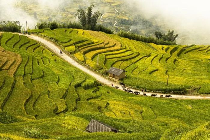 Mùa Thu khu vực phía Bắc tạo sức hút với các cung Mù Cang Chải - Tú Lệ, Sa Pa, Hà Giang - Hoàng Su Phì khi ruộng bậc thang bước vào mùa lúa chín. (Nguồn ảnh: Vietravel)