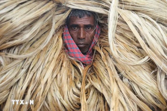 Người dân vận chuyển đay ra chợ ở Manikganj, Bangladesh. (Ảnh: THX/TTXVN phát)