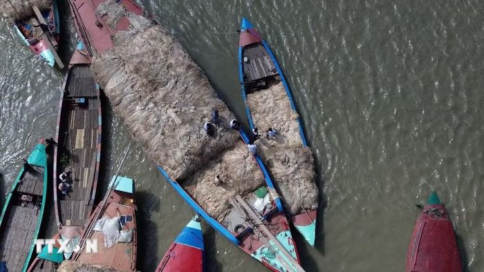Người dân mua bán đay tại chợ nổi ở Munshiganj, Bangladesh, ngày 14/8/2026. (Ảnh: THX/TTXVN phát)
