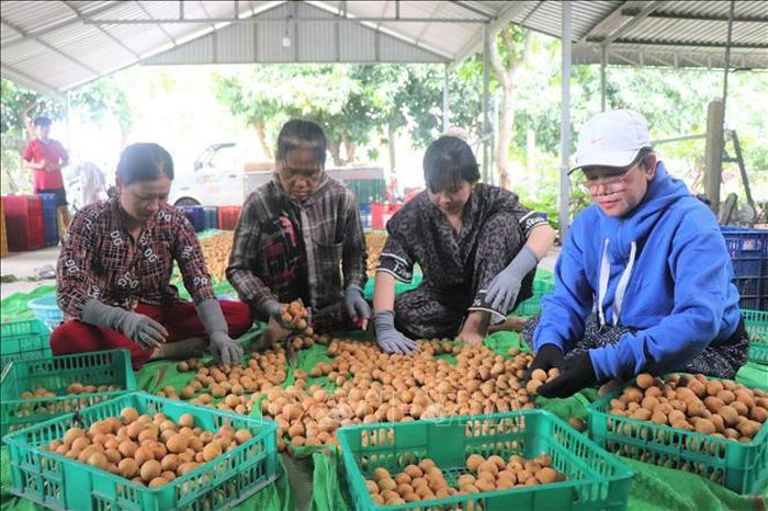 Lựa chọn, phân loại quả thanh nhãn đủ kích cỡ xuất khẩu.