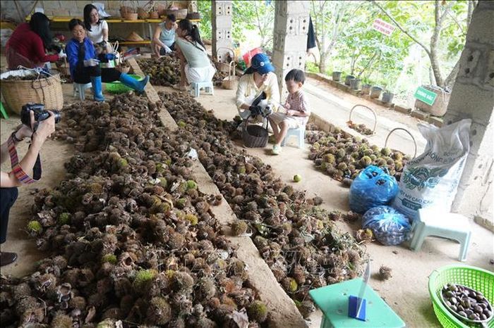Quả dẻ vừa thu hoạch được các nhà vườn sơ chế.