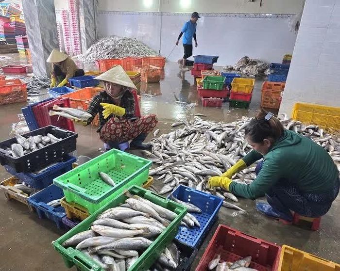 Nhiều phụ nữ địa phương có thêm thu nhập từ việc phân loại cá tại các vựa thu mua.