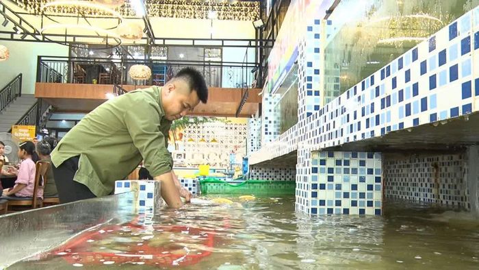 Anh Cao Hùng Sơn kiểm tra nguồn hải sản tươi sống tại nhà hàng, bảo đảm chất lượng sản phẩm trước khi đến tay khách hàng.