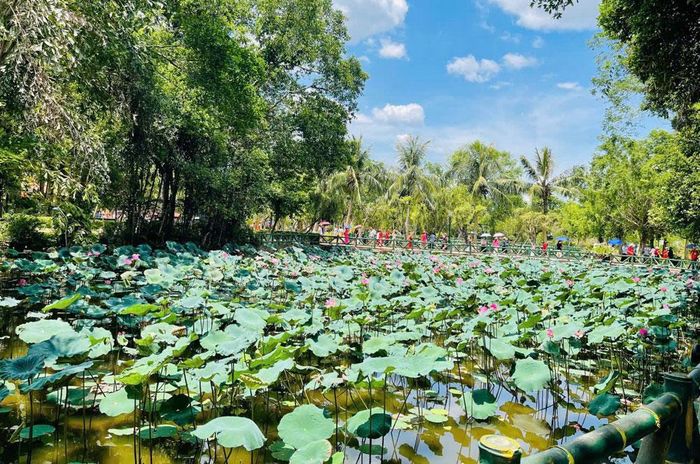  Quê Bác mùa sen nở. 