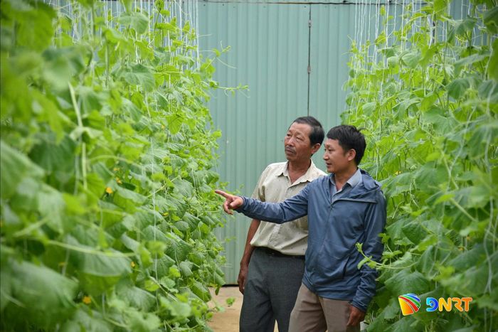Nông dân Túy Loan phát triển mô hình trồng dưa lưới nhằm đa dạng hóa nông sản, tạo không gian cho du lịch cộng đồng. Ảnh: KHÔI NGUYÊN