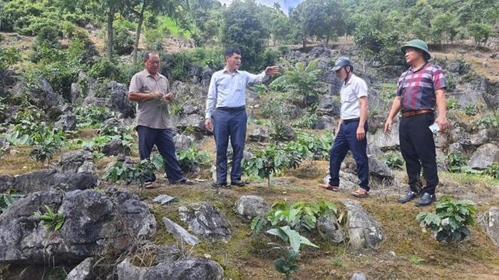 Đồng chí Trần Văn Sơn, Phó Bí thư Đảng ủy, Chủ tịch UBND xã Sín Chải kiểm tra công tác trồng và chăm sóc cây cà phê.