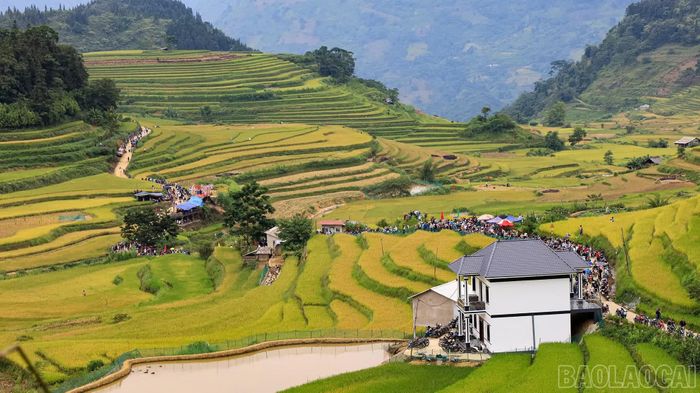 Cánh đồng Sín Chéng vào mùa lúa chín, tạo nên cảnh sắc hấp dẫn du khách.