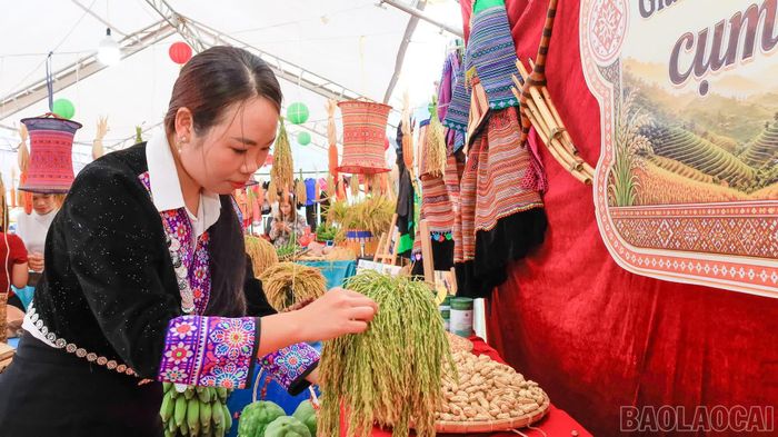 Người dân xã Sín Chéng nâng niu những bông lúa chín vàng.