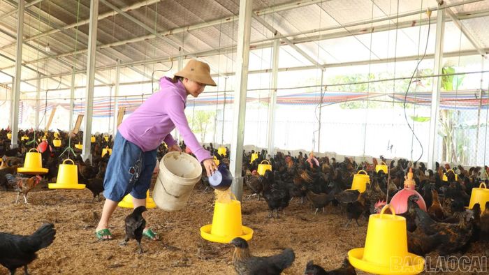 Bà Nguyễn Thị Quỳnh, hộ chăn nuôi tại thôn Quyết Hùng, xã Xuân Ái, thực hiện các biện pháp phòng dịch cho đàn gia cầm.