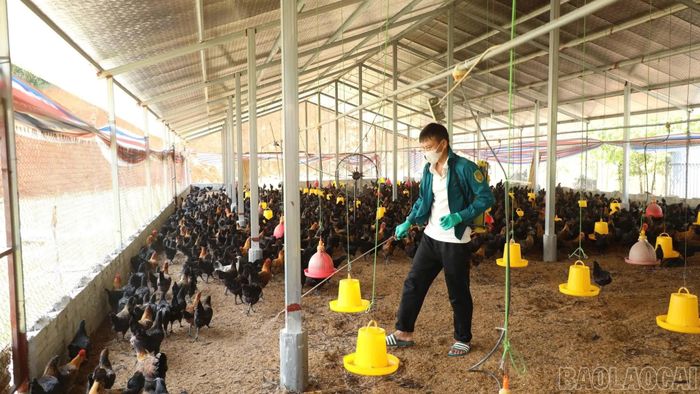 Các hộ chăn nuôi chủ động vệ sinh, phun tiêu độc, khử trùng chuồng trại để bảo vệ đàn vật nuôi.