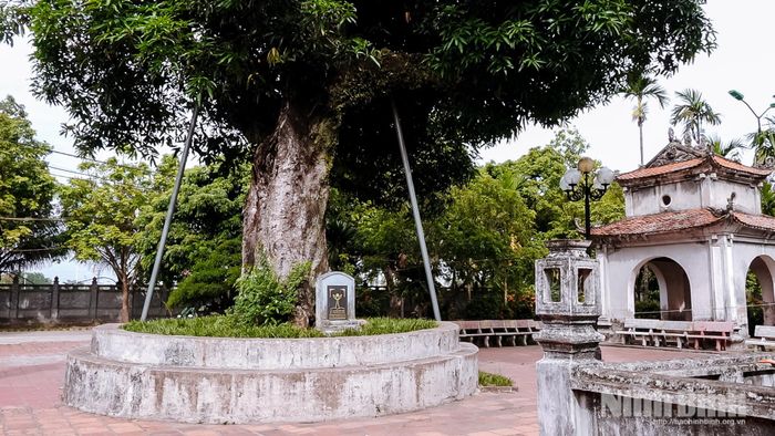 Hai cây muỗm cổ thụ hơn 320 năm tuổi trong khuôn viên chùa Phổ Minh.