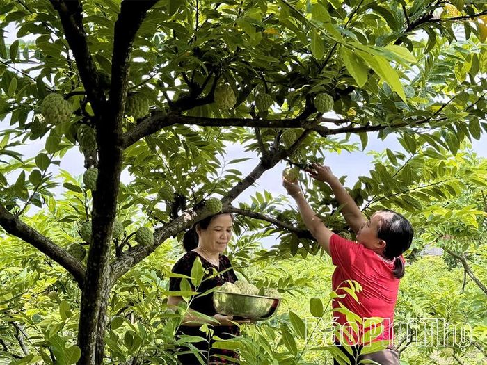 Mùa na trĩu quả của nông dân Đại Đình.
