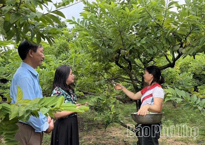 Lãnh đạo Chi cục Trồng trọt và Bảo vệ thực vật tỉnh Phú Thọ kiểm tra vùng trồng na tại xã Đại Đình.