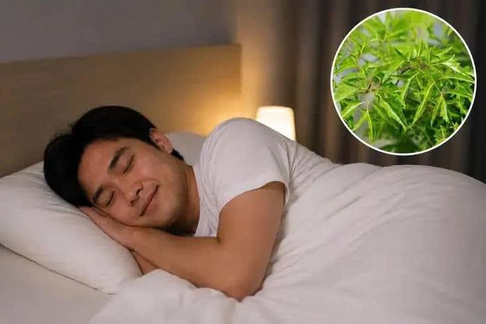 Lá đinh lăng là dược liệu rất tốt và thích hợp cải thiện giấc ngủ cho người bị mất ngủ. Ảnh AI.
