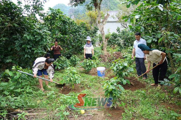 Cán bộ Trung tâm Dịch vụ tổng hợp xã Muổi Nọi hướng dẫn nông dân chăm sóc cây cà phê.