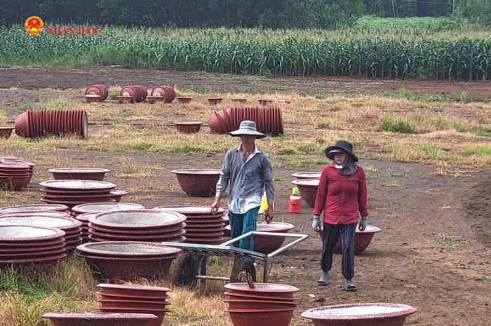 TP. Hồ Chí Minh khuyến khích người dân tham gia BHXH tự nguyện. Trong ảnh, người nông dân trồng hoa trên địa bàn xã Kim Long. Ảnh: Quang Phương
