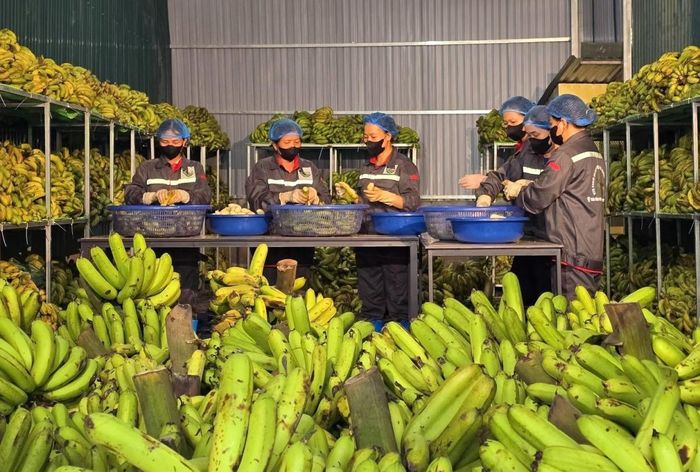 Công ty Musa Pacta sử dụng công nghệ mới trong chế biến chuối