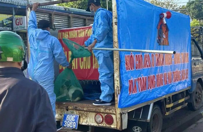 Lực lượng chức năng của phường Long Khánh bắt chó thả rông để phòng ngừa bệnh dại.