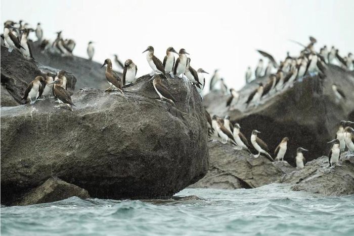 Chim booby xuất hiện bên ngoài phạm vi sinh sống thông thường của chúng khi hiện tượng El Nino làm ấm phía đông Thái Bình Dương và làm gián đoạn nguồn cung cấp thức ăn biển. Nguồn: REUTERS/