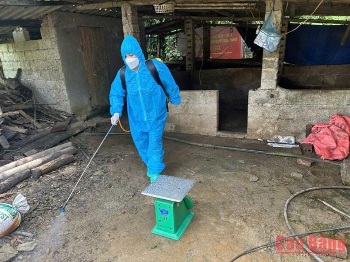 Phun khử trùng, tiêu độc chuồng trại nhằm hạn chế nguy cơ phát sinh, lây lan dịch tả lợn Châu Phi.