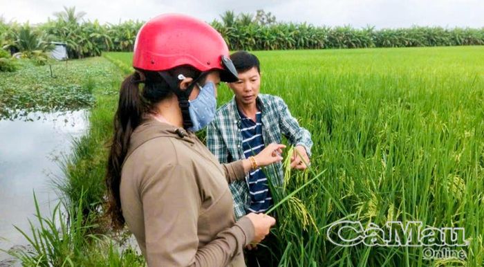 Bà La Cẩm Tú, cán bộ Trạm Trồng trọt và Bảo vệ thực vật khu vực Cà Mau, kiểm tra rầy nâu và sâu bệnh trên ruộng lúa của ông Duy Ngọc Nguyễn, ấp Bình Minh, Xã Trần Văn Thời.