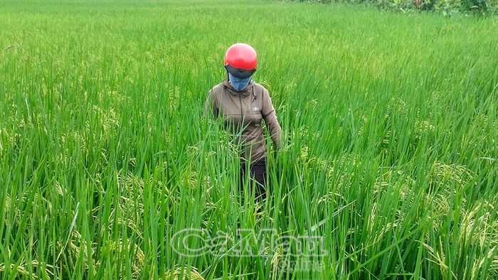 Bà La Cẩm Tú, cán bộ Trạm Trồng trọt và Bảo vệ thực vật khu vực Cà Mau, kiểm tra mật độ rầy nâu tại ấp Vườn Tre, Xã Trần Văn Thời, sáng 15/8/2026.