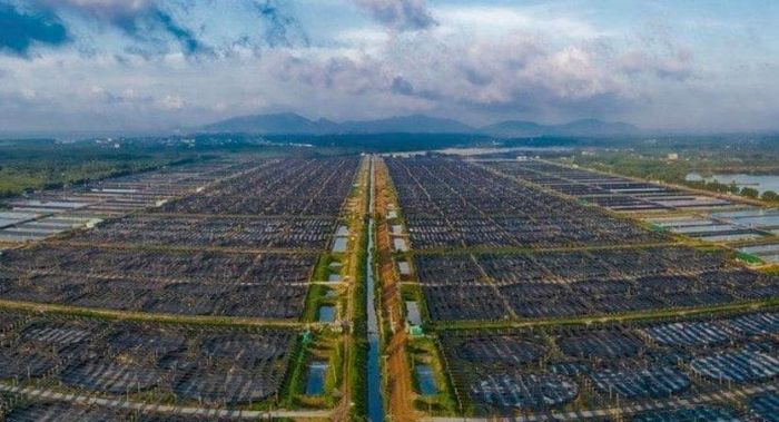 Vùng nguyên liệu của Thủy sản Minh Phú. (Ảnh: Minh Phú).