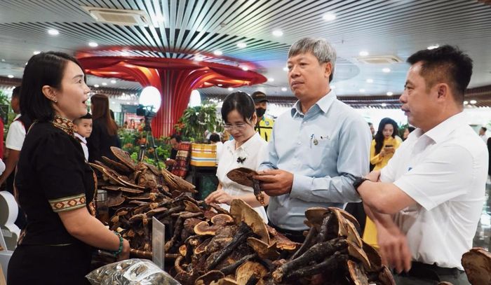 Lễ hội Sâm Ngọc Linh và Dược liệu quốc tế Đà Nẵng 2026 thu hút hơn 80 gian hàng, doanh thu ước đạt 12 tỷ đồng.