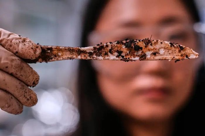 Chiếc dao làm từ nhựa sinh học đang phân hủy trong môi trường ủ phân. (Ảnh: AP)