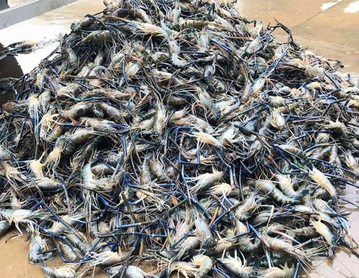 Giá tôm càng xanh được bán khoảng hơn 90.000 đồng/kg. (Ảnh: V. Tường)