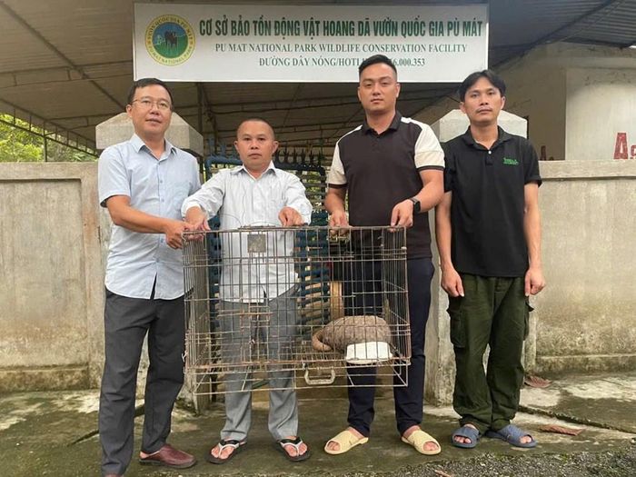 Bàn giao cá thể tê tê cho Vườn quốc gia Pù Mát cứu hộ, chăm sóc