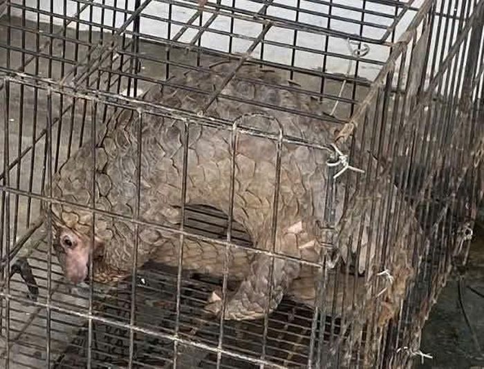 Cá thể tê tê được lực lượng cảnh sát phát hiện trong đêm tuần tra