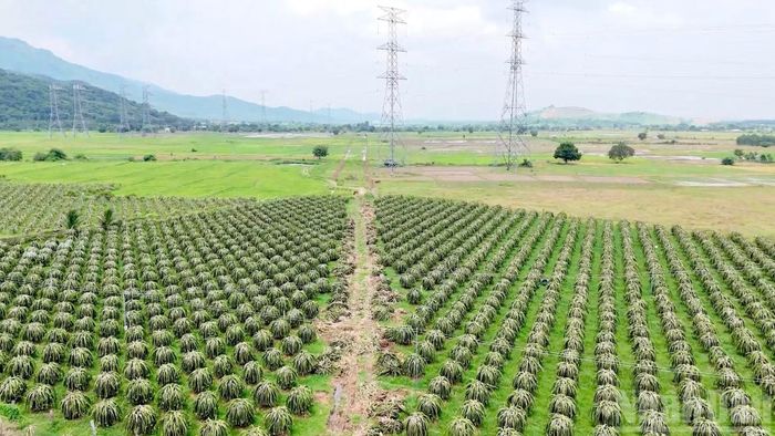 Dự án hoàn thành sẽ giúp cho khu vực Hàm Thạnh, Hàm Thuận Nam, Hàm Kiệm... có nước phục vụ sản xuất nông nghiệp.