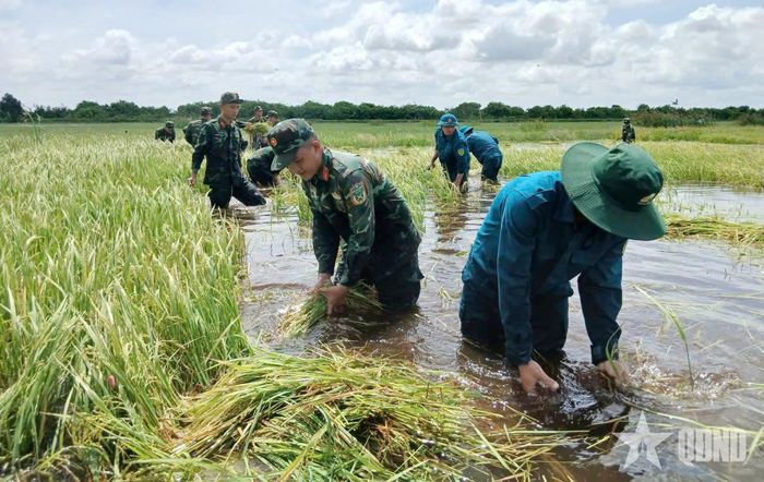 Bộ đội, dân quân Trung đoàn 738 và Ban CHQS xã Vĩnh Thạnh, Bộ CHQS tỉnh Tây Ninh giúp dân thu hoạch lúa.