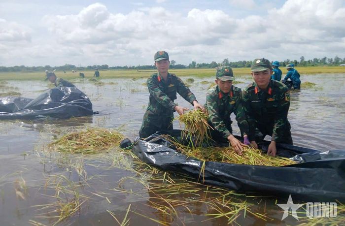 Những chiếc bạt được kết thành thuyền để vận chuyển lúa.