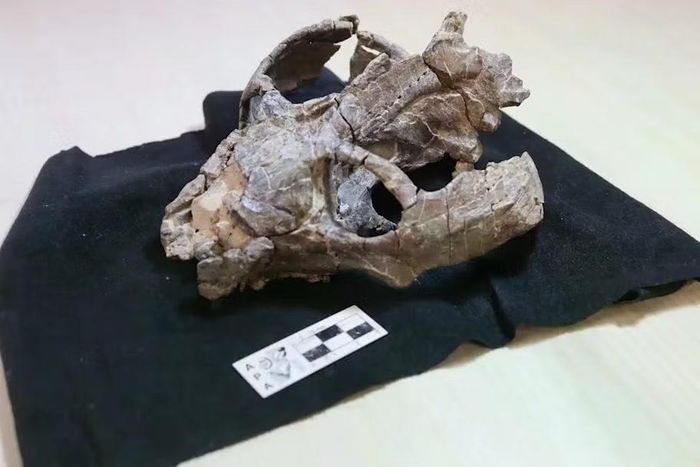 Hóa thạch hộp sọ của cá thể Chiniquodon theotonicus làm thay đổi dòng thời gian của động vật có vú.