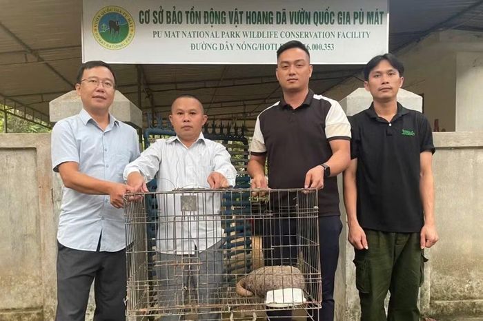 Bàn giao cá thể tê tê cho Vườn quốc gia Pù Mát cứu hộ, chăm sóc.